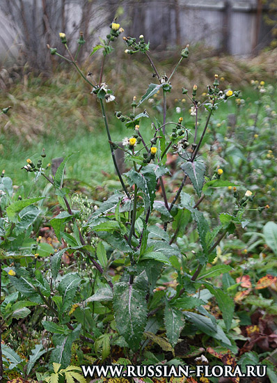 Осот огородный (Sonchus oleraceus L.)